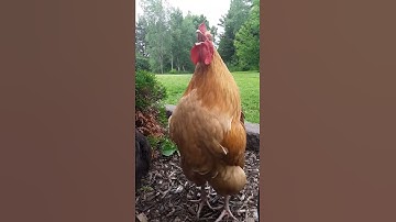 Thumbnail of Golden Buff Orpington Crowing #shorts