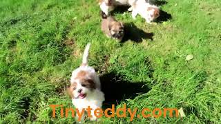 Mom Dad and the Mini-Me's! Parental playtime fun & games are a vital part of our puppy's development by Tiny Teddys - Teddy Bear Puppies 131 views 1 year ago 4 seconds