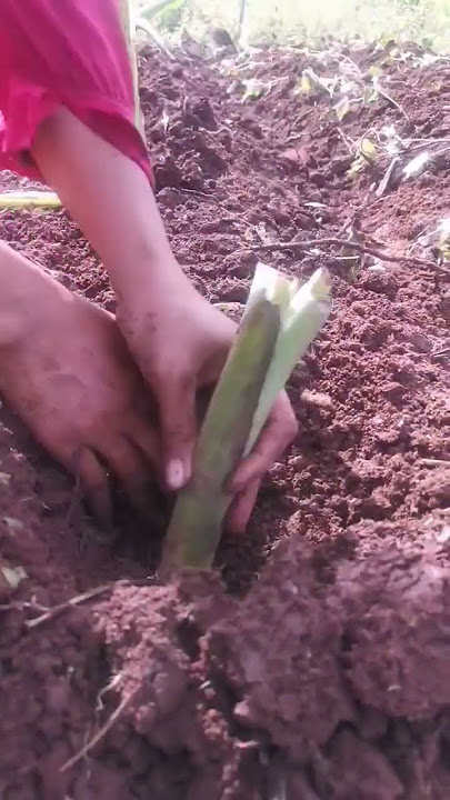 growing root taro tips : sunny location, create mounds of soil, plant the tubers, water consistently