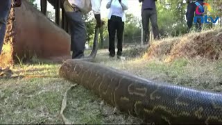 Massive livestock-eating python caught in Baringo