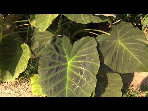 Video: Earliana-plantinligting – Hoe om 'n tamatie-'Earliana'-variëteit te kweek