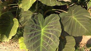 How to Grow Elephant Ears (Colocasia)