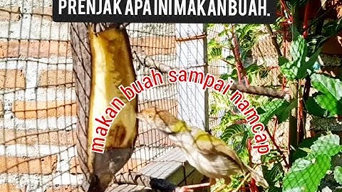 Makanan burung prenjak baru dapat //Burung prenjak makanan buah//burung prenjak makannnya apa
