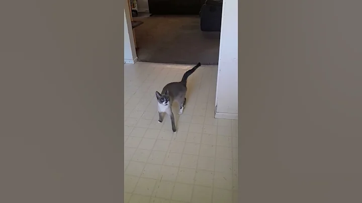 Video 11579091: cat animals kitten cutecat, cat kitten cutecat funny