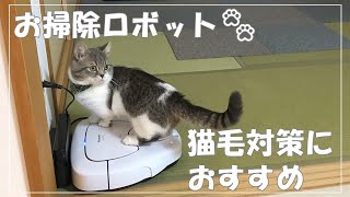 【猫と暮らす】ちくわとお掃除ロボット(Panasonic ルーロ)〜猫の毛対策にオススメです〜 by チクchannel 1,091 views 2 years ago 2 minutes, 30 seconds