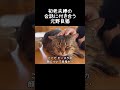 8年間野良猫だったピースケはコミュ力も高かった【元野良猫ピースケ】 #shorts #初老夫婦とねこ #元野良猫 #ピースケ