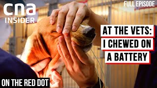 Life And Death At The Emergency Vet Clinic | On The Red Dot - At The Vets | Full Episode