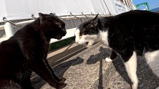 野良猫の激しいケンカ【閲覧注意】猫の喧嘩