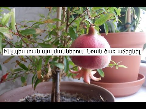 Video: Ինչպես նռան աճեցնել սերմերից