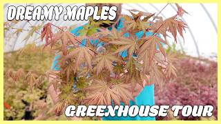 Hidden Japanese Maples Gems in Greenhouse 26: From 'Fred’s Wild Dream' to 'Peve Starfish'