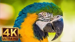 4K UHD Wild Animals - Nature Sounds, Relaxing Scenery - Trailer 4K UHD Wild Animals - Nature Sounds, Relaxing Scenery - Trailer