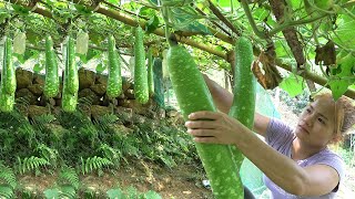 Build green agriculture - Living Off Grid - Harvesting the vegetable garden sell rural market