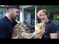 Logan Paul Video Leads to Charges Against Owner of Baby Tiger
