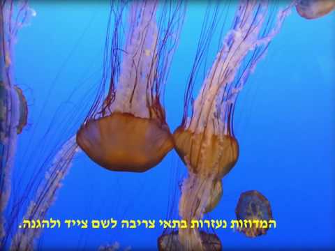 וִידֵאוֹ: איזה גודל המדוזה הגדולה ביותר