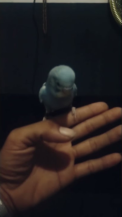 burung parkit flay to me