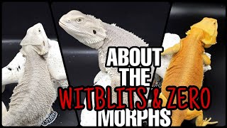 Bearded Dragon Genetics | The WITBLITS & ZERO Morph