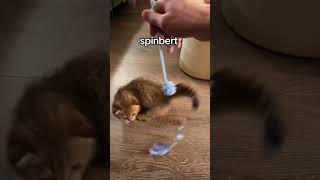 Im Also Surprised At How Many Clips We Have Of Doobert Spinning