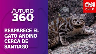 Reaparece el gato andino cerca de Santiago | Bloque Científico de Futuro 360