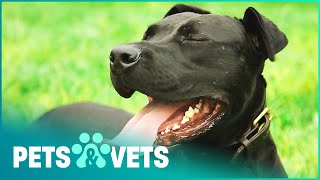 Saving The Skinniest Pitbull The Vets Have Ever Seen | Dog Rescuers | Pets & Vets