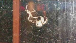 Orb Weaver Spiders Mating