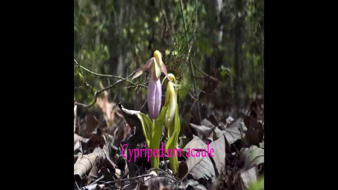 Virginia Lady Slipper Orchid, Cypripedium acaule 