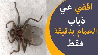 تخلص من ذباب الحمام