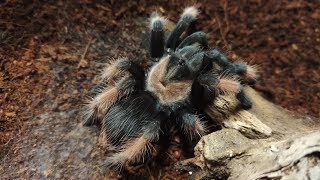 Madárpók etetés /Tarantula feeding video #16