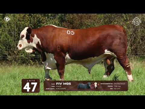 LOTE 47   TAT M05 M Braford