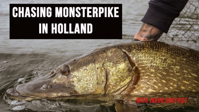 Monster caught in shallow water! - Lure fishing for GIANT northern pike 
