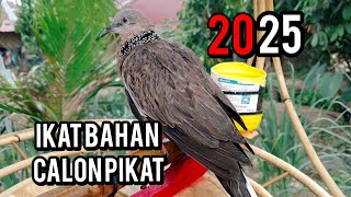Download Lagu Kita coba ikat satu ekor || terkukur calon bahan pikat@simbolonterkukur 🔥🔥 MP3 Download Lagu Kita coba ikat satu ekor || terkukur calon bahan pikat@simbolonterkukur 🔥🔥 MP3
