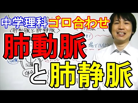 中学理科【ゴロ合わせ】「肺動脈と肺静脈」