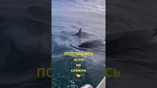 Чукотка село Новое Чаплино 👌