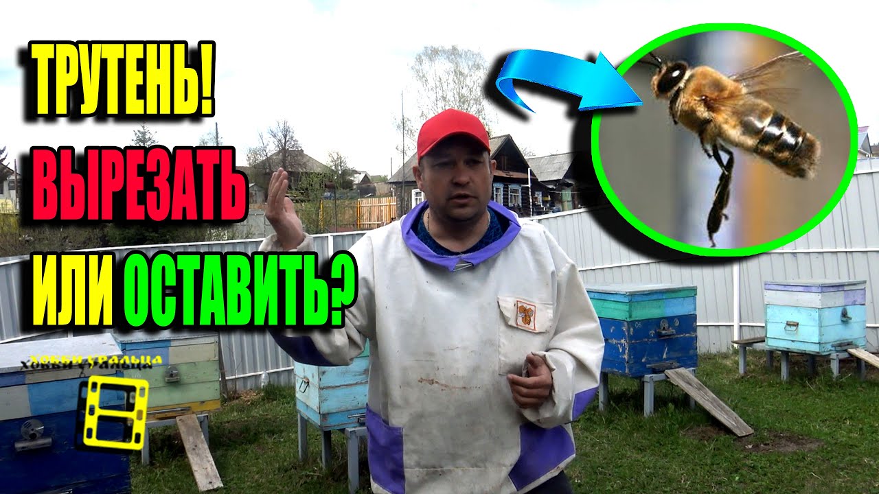 Авто трутни жулебино