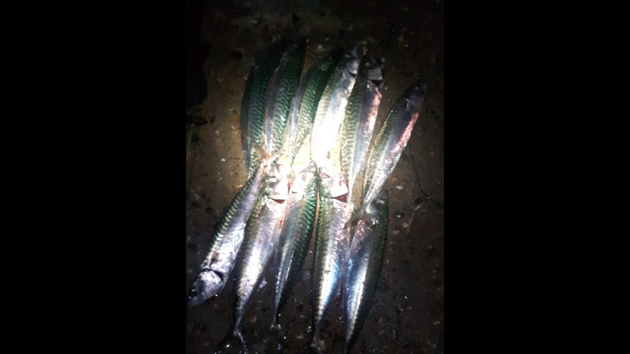Marina mackerel Aug 2022 float Fishing YouTube