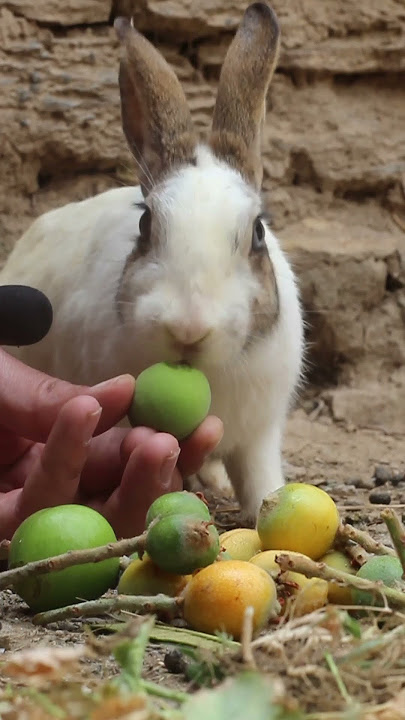 Bunny Eating Apricot #asmr #shorts