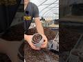 You Will LOVE This Clever Seed Starting Method! #gardeningtips #garden #gardening #shorts