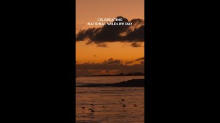 Nassau &amp; Paradise Island: A Wildlife Adventure Beyond the Beach