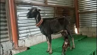Paano kung walang gatas ang inahing kambing? paano na ang bisiro?