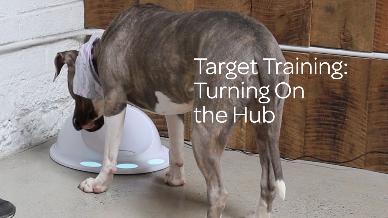 Dog Target Training Turning On the Hub YouTube