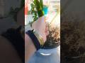 Phool ka javab #song superhit song# viral short video