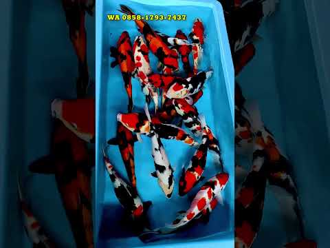 SI KOI 3 WARNA PERAMAI KOLAM!! #shorts