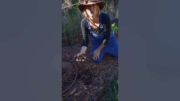 2 top tips for fruit tree success