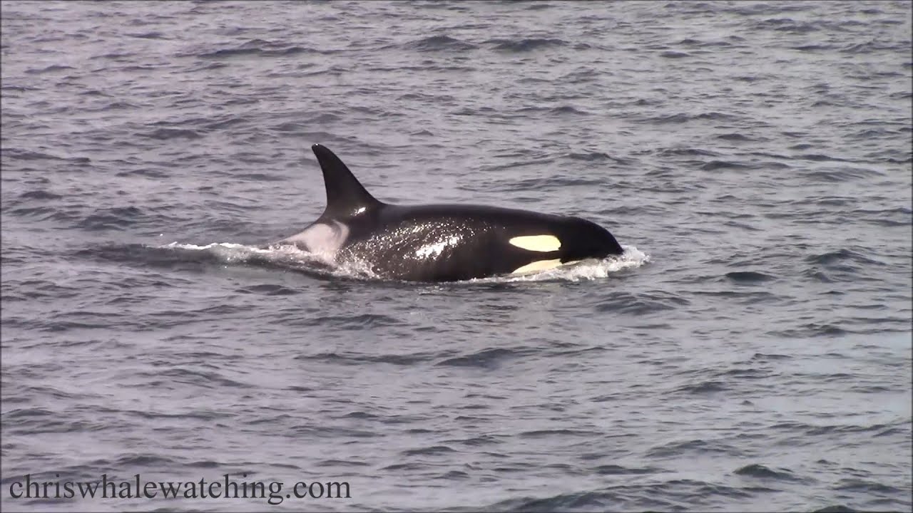 3.10.25 Orca / Killer Whales - YouTube