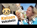 German CAT vocabulary you must know 🐱