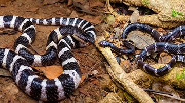 Nhận Diện Những Loài Rắn Ở Việt Nam | @thegioiran