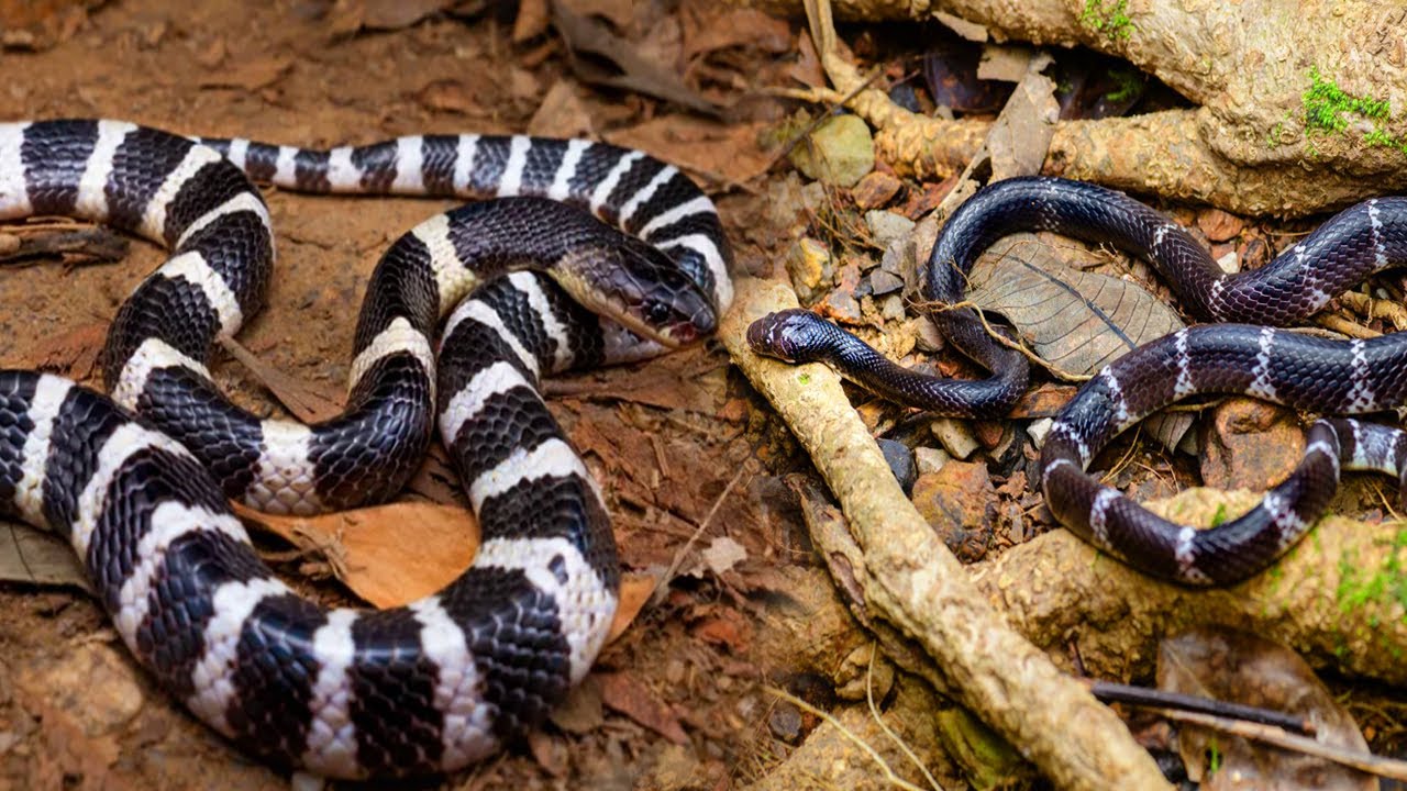 Определение видов змей во Вьетнаме | @thegioiran