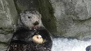 Otter Chomping Urchins