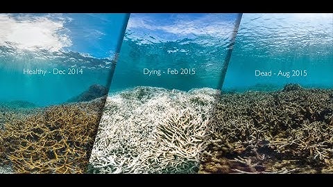 10 Major Current Environmental Problems