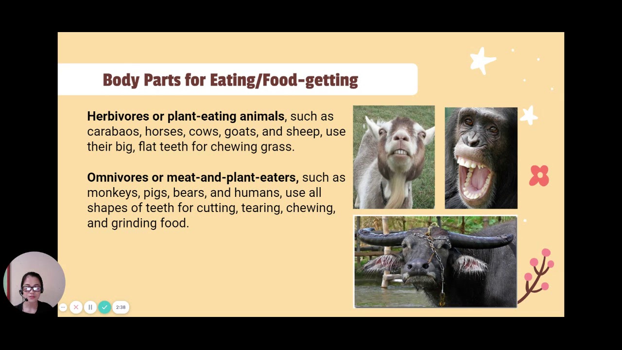 Body Parts of Animals - For Moving and Eating - YouTube