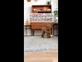 【リビング収納】3LDKマンション暮らし わんこと暮らす #shorts
